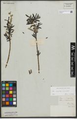 Foto von Salix purpurea L. x Salix viminalis L.